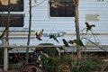 DSC_0000birds (16)
